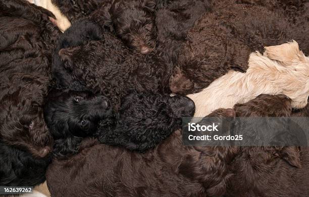 Labradoodle Cuccioli Come Sfondo - Fotografie stock e altre immagini di Animale - Animale, Barbone - Cane di razza, Cagnolino