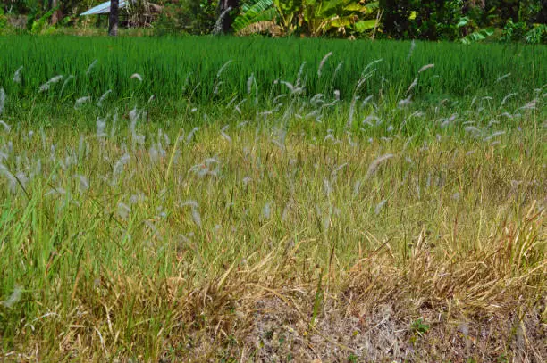 View Of Dried Wild Grass Flowers Around The Rice Fields During The Dry Season At The Village, Ringdikit, North Bali, Indonesia