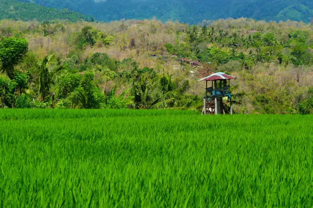 Natural Scenery Of Tropical Rice Fields And Hills During The Dry Season At The Village, Ringdikit, North Bali, Indonesia