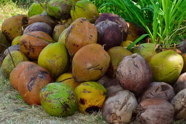 Stacks Of Harvested Coconut Fruits Gathered On The Grass, Ready To Be Sold