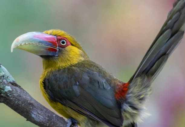 istock Colourful exotic bird with big beak 1626401710
