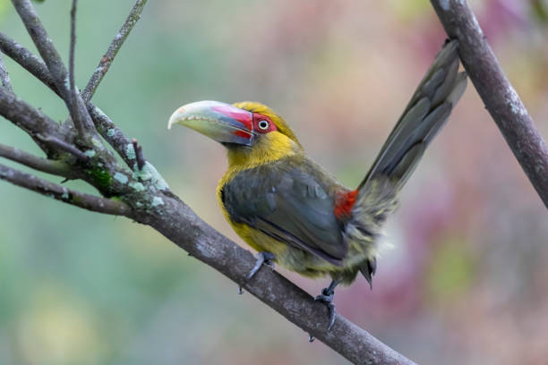 istock Colourful exotic bird with big beak 1626401711