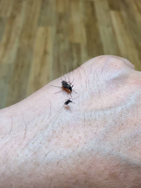 istock Two mosquitoes biting and sucking blood on hand 1626406545