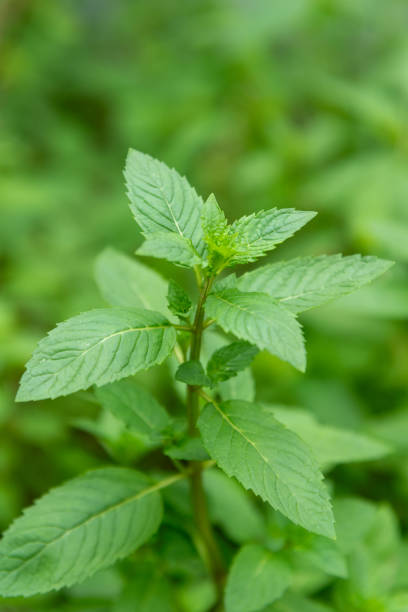 istock the top of the mint tree 1626407093