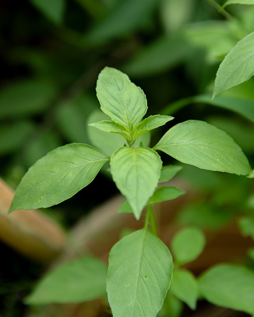 Thai vegetable plant called basil tree.