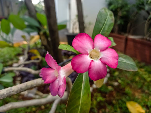 Japanese frangipani flower.
