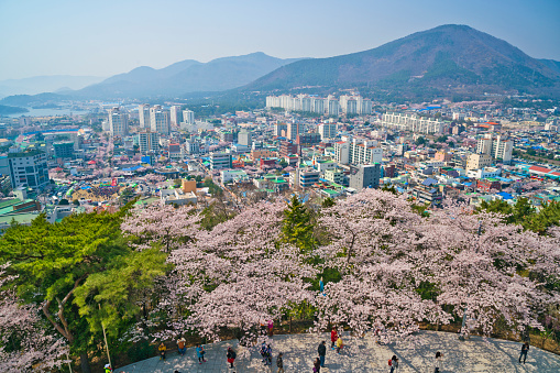 Jinhae Gunhangje Festival pink cherry blossom festival in South Korea Jinhae, South Korea.
