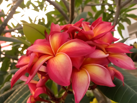 Frangipani flower (Plumeria rubra L. cv. Acutifolia.) is a plant that comes from tropical America and Africa.  Cambodia includes ornamental plants that are planted in the yard or in pots.