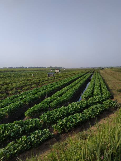 istock mustard plantation areas 1626495143