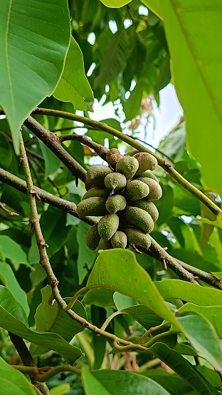 Bunch of green unripe litchi fruit on the tree