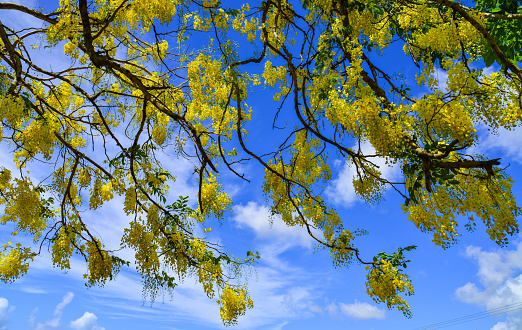 Yellow flower of Golden shower (Cassia fistula) under blue sky in Mauritius.