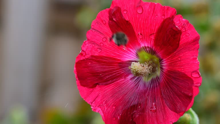 Bee collecting nectar on red hollyhock flower close up