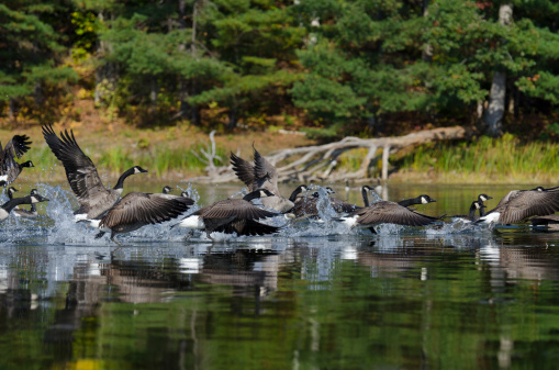 Flock of geese taking off on a northern lake in Ontario