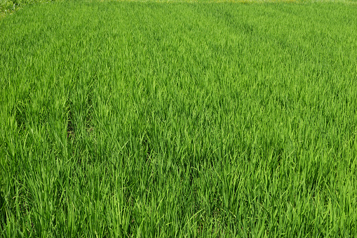 Close up green rice field background