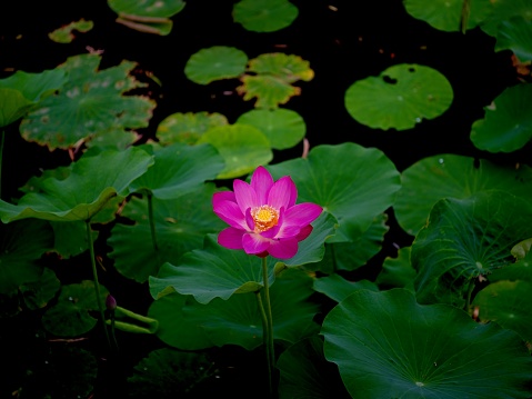 Pink blossom lotus flower sunset light in park pond serenity flower