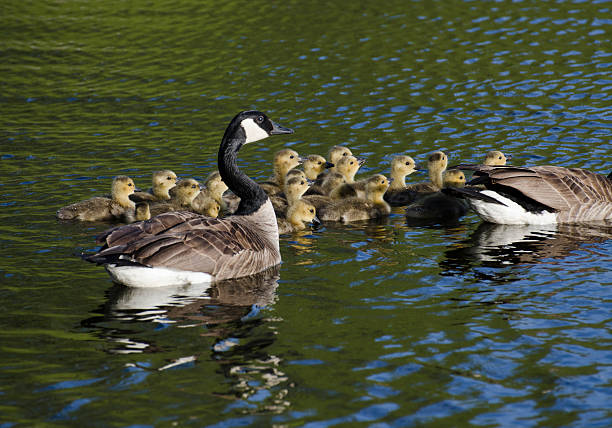 istock Geese and the Goslings 162651888