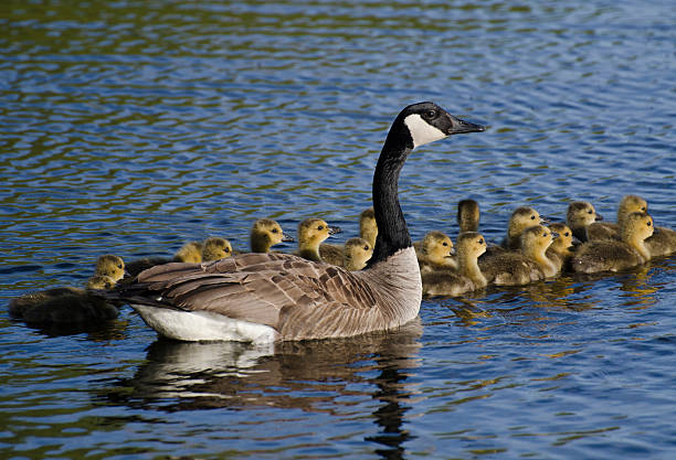 istock Goose and Many Goslings 162651895