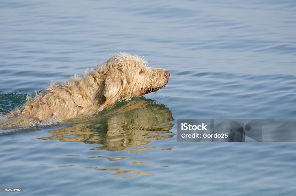 Nuoto Labradoodle cane - Foto stock royalty-free di Acqua