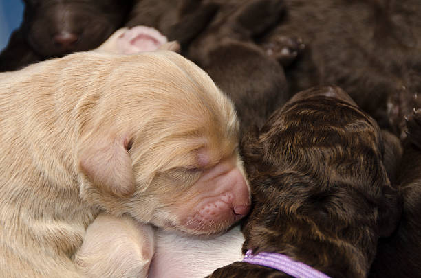 istock Focus on Sleeping Newborn Pup Next to Her Siblings 162652276