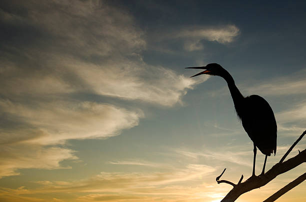 istock Silhouette of Heron at Sunset 162652297