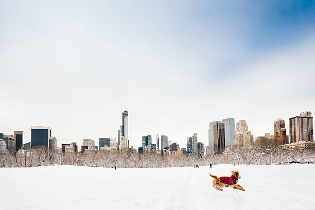 snowy central park, new york - snow dog walking running stock-fotos und bilder