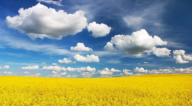 field of rapeseed with beautiful cloud - plant for green energy