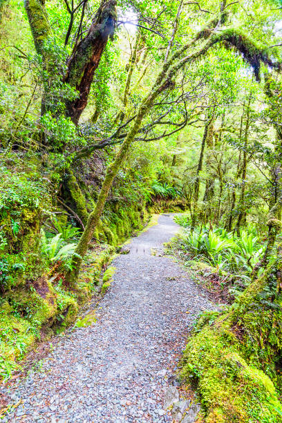 istock NZ Milford Sound Marian Track woods vert 1626525263