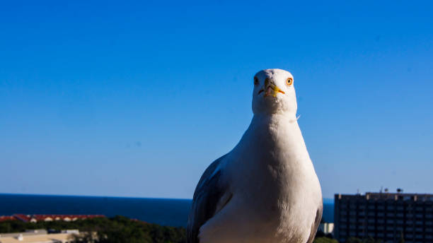 istock A seagull on the terrace 1626541043