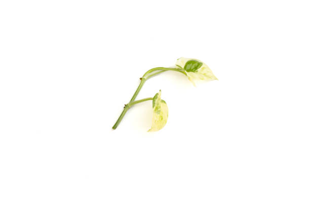 Epipremnum aureum Pearls and Jade stem closeup