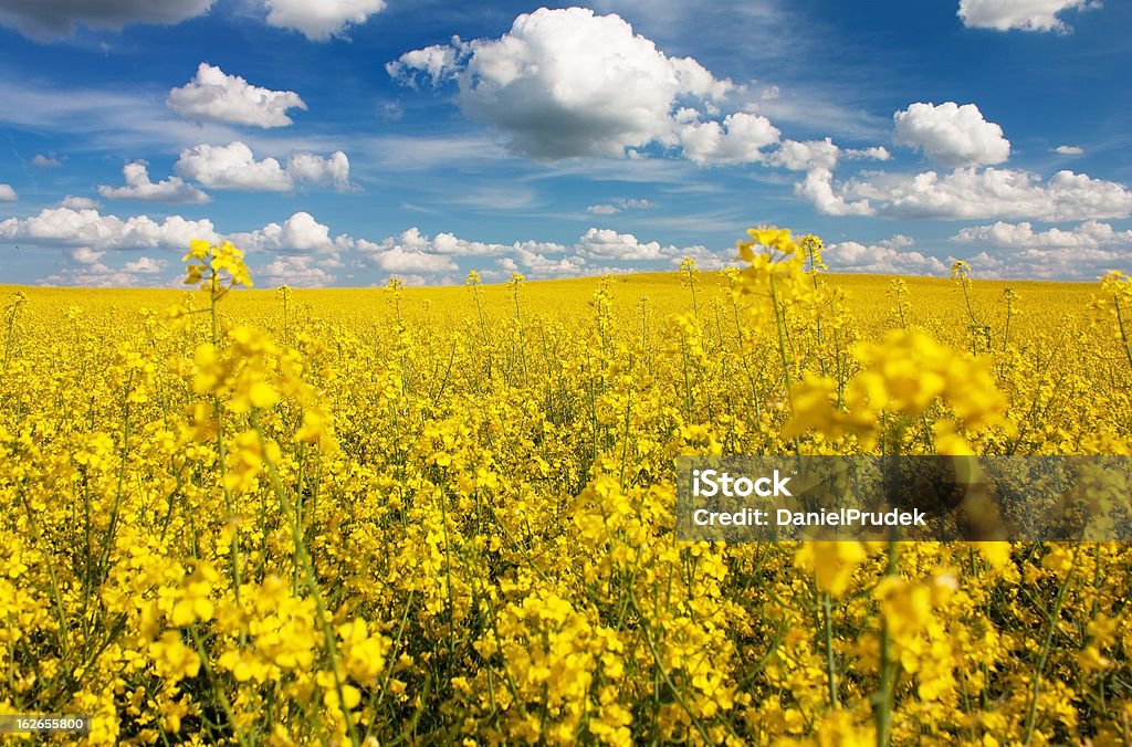 Campo de de colza con hermosas nube - Foto de stock de Agricultura libre de derechos