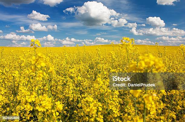 Campo De De Colza Con Hermosas Nube Foto de stock y más banco de imágenes de Agricultura - Agricultura, Aire libre, Amarillo - Color