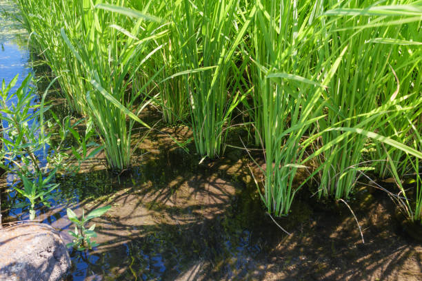 istock Rice ears bearing fruit, harvest, agriculture, paddy field 1626560919