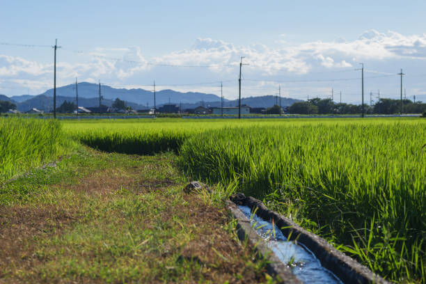 istock Vast rice paddy landscape, agriculture, summer, field 1626571880