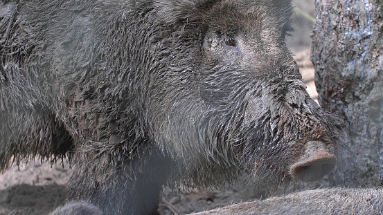 Wild Boars Resting in Forest Mud
