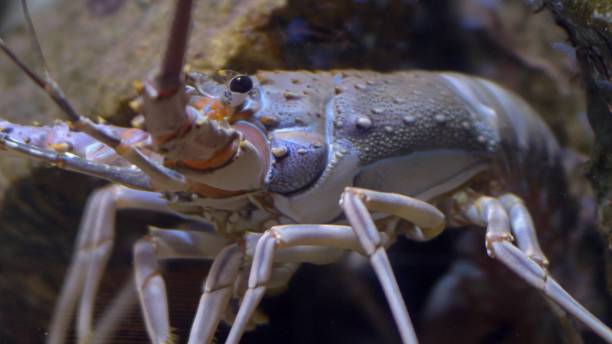 istock Colorful Langouste Rock Lobster Underwater 1626579242
