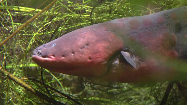 istock Electric Eel Close-up Electrophorus Electricus 1626579260