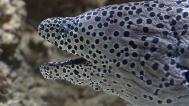 istock Moray Eel Opening and Closing Jaw Showing Monster Teeth 1626579267