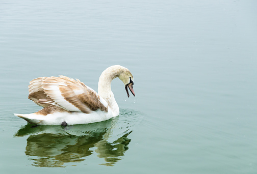 Beautiful brown feathered swan with open beak swimming on Lake Traun, Austria, on a cold Winter morning. Sleet in photo. Focus on swans head. Nikon D7000, Nikkor 16-85mm. Large copy space for your text.