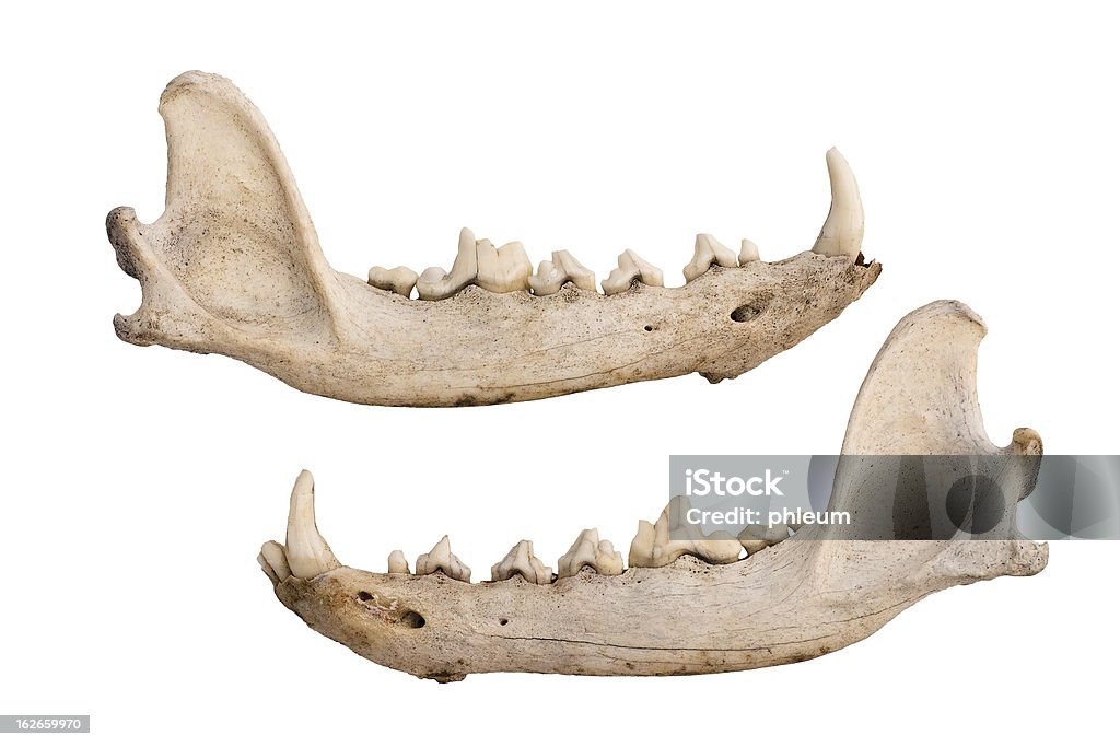 Coyote jaw ossa - Foto stock royalty-free di Coyote