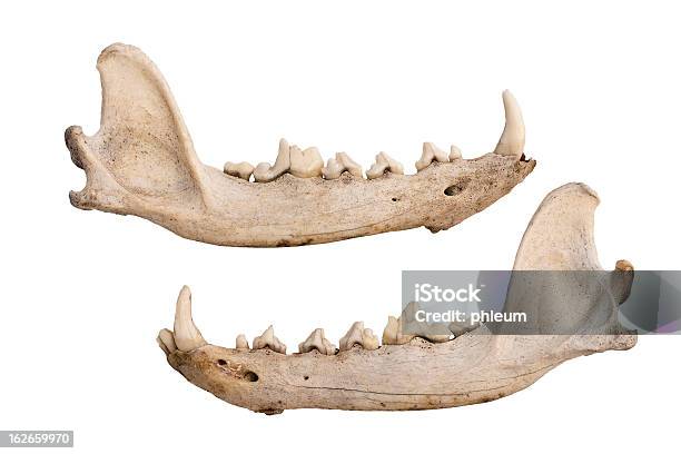 Coyote Jaw Ossa - Fotografie stock e altre immagini di Coyote - Coyote, Cane, Mascella