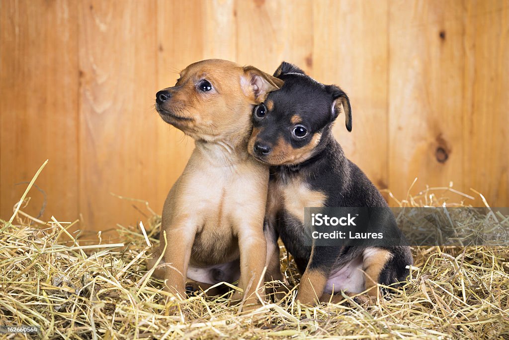 Dois cachorros Terrier brinquedo Russo - Royalty-free Animal Foto de stock