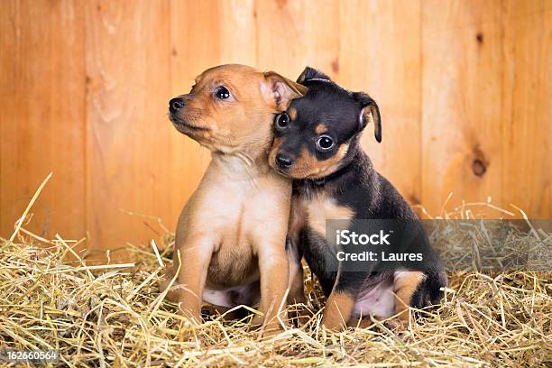 Dois Cachorros Terrier Brinquedo Russo - Fotografias de stock e mais imagens de Animal - Animal, Animal Doméstico, Animal de Estimação