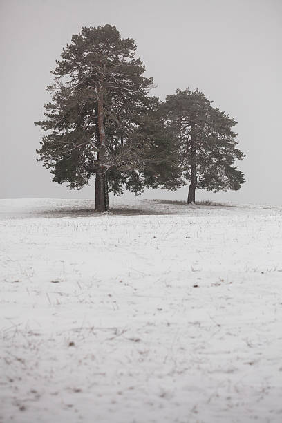 istock Trees at Mountain Fog 162660704
