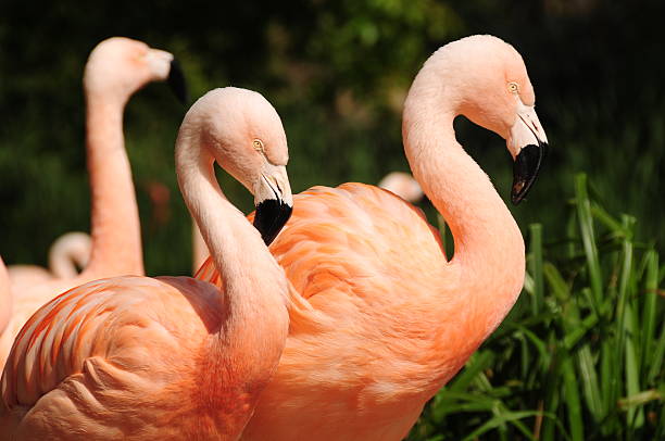 istock Chilean Flamingo ,Jersey. 162660739