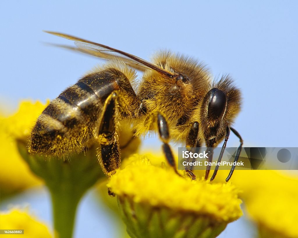 detail of honeybee detail of honeybee pollinated of yellow flower Animal Stock Photo