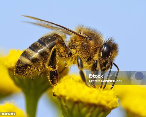 Detail Of Honeybee Stock Photo - Download Image Now - Animal, Backgrounds, Bee