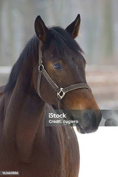 Foto de Cavalo e mais fotos de stock de Animal doméstico - Animal doméstico, Atividade, Brida