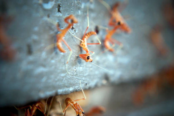 close up of newly hatched baby praying mantis on house brick