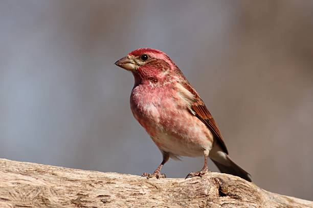 istock Purple Finch 162665438
