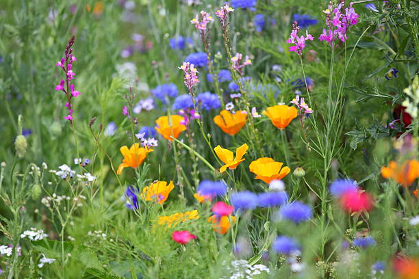 istock colorful summer meadow with poppy cornflower 162666971